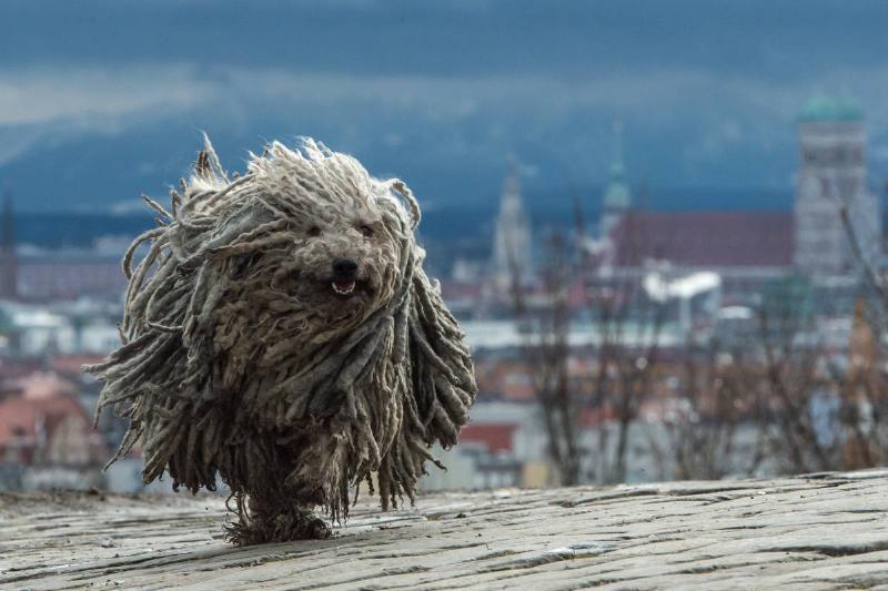 Puli's Are Known As The Acrobats Of The Dog World