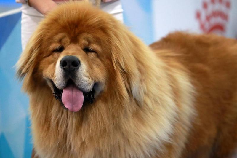 Tibetan Mastiffs Are Known As Guardian Dogs