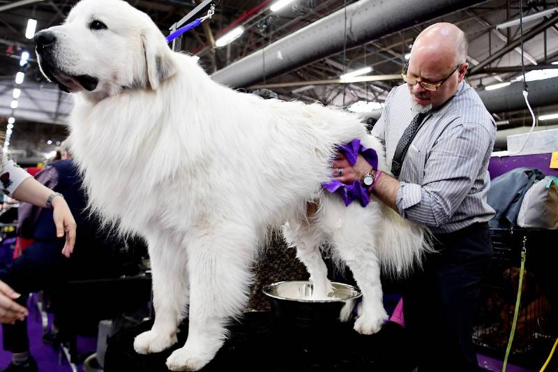 The Great Pyrenees Is Packed With Power