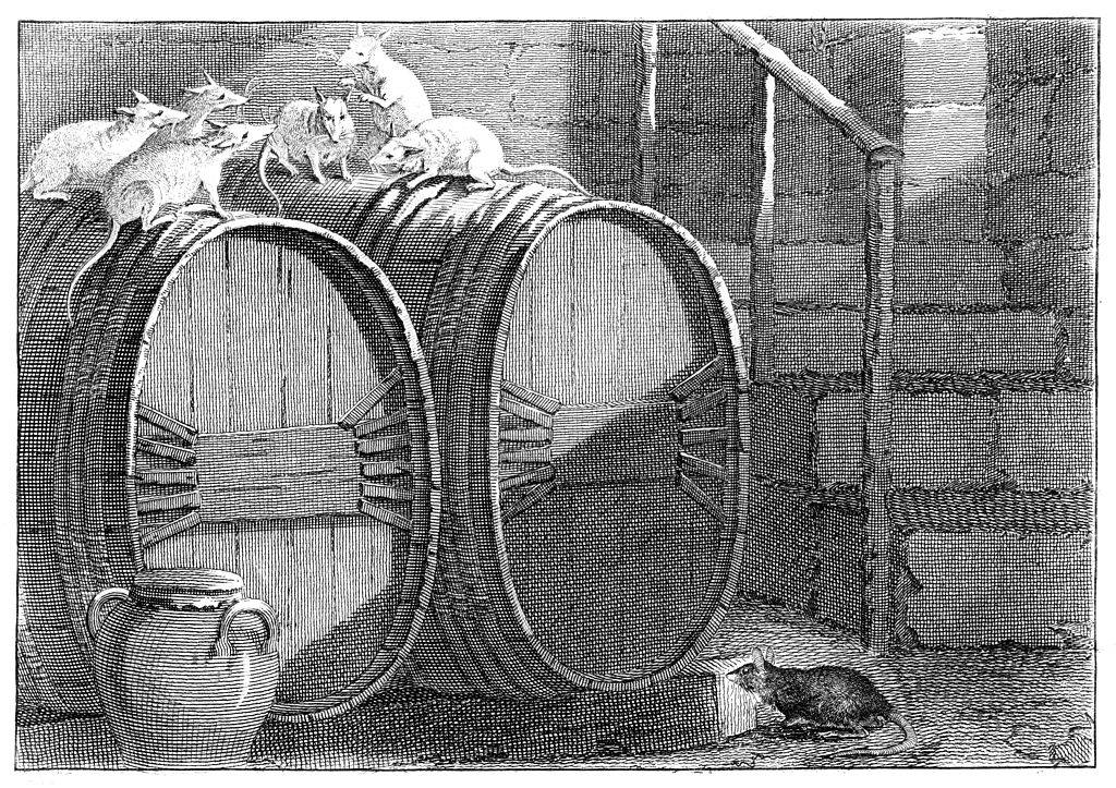 Rats on a barrel 