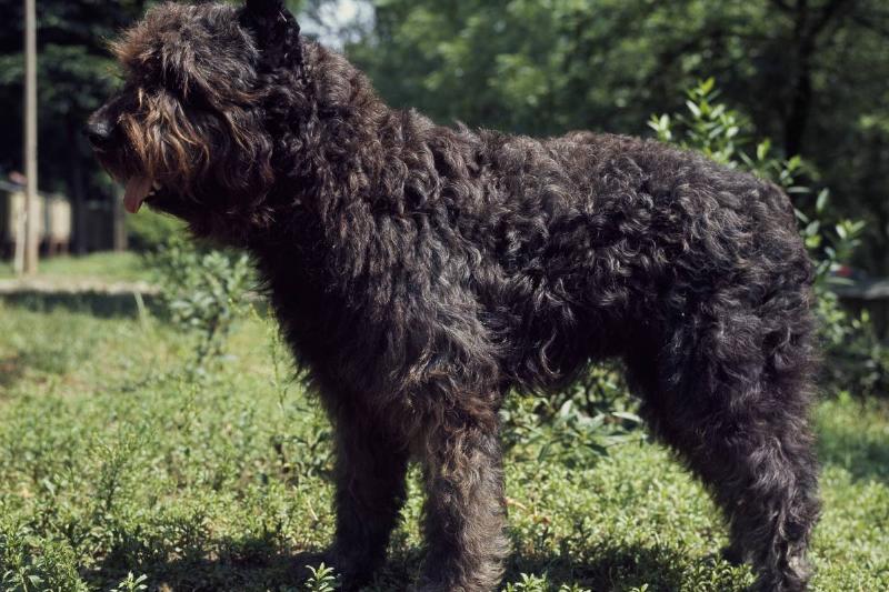 The Bouvier Des Flandres Is Strong-Willed