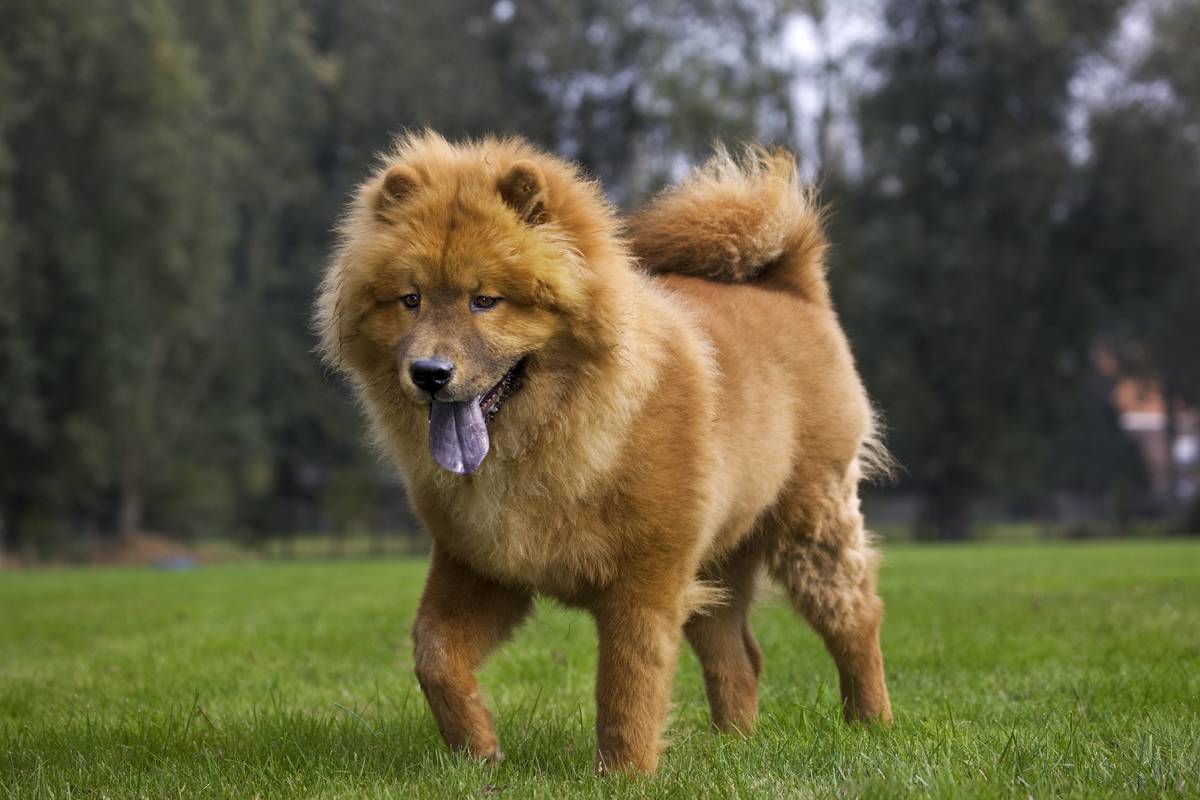 Chow Chow's Are Aloof Yet Loyal