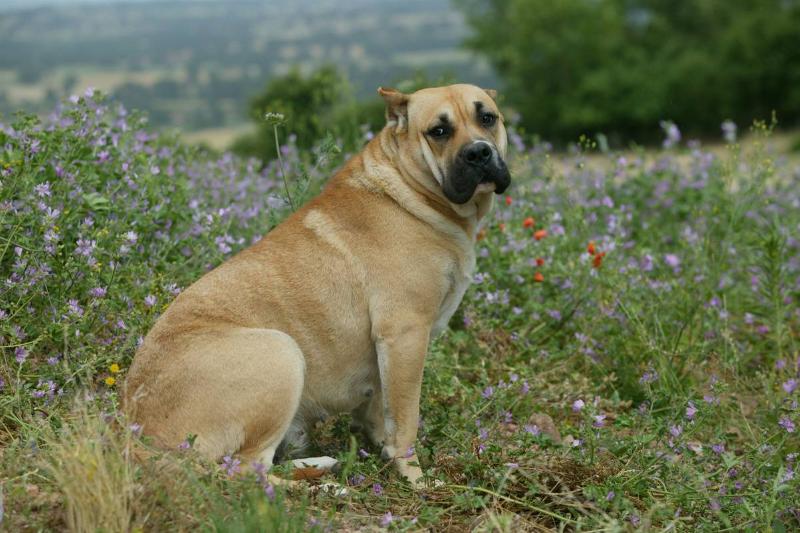 Perro de Presa Canario Are Self-Confident