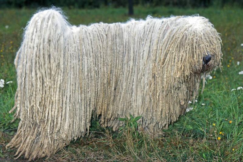 The Komondor Is A Dignified Guardian