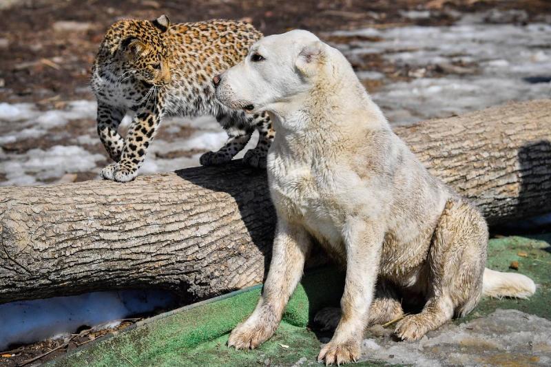 Central Asian Shepherd Dogs Are Balanced And Self-Assured