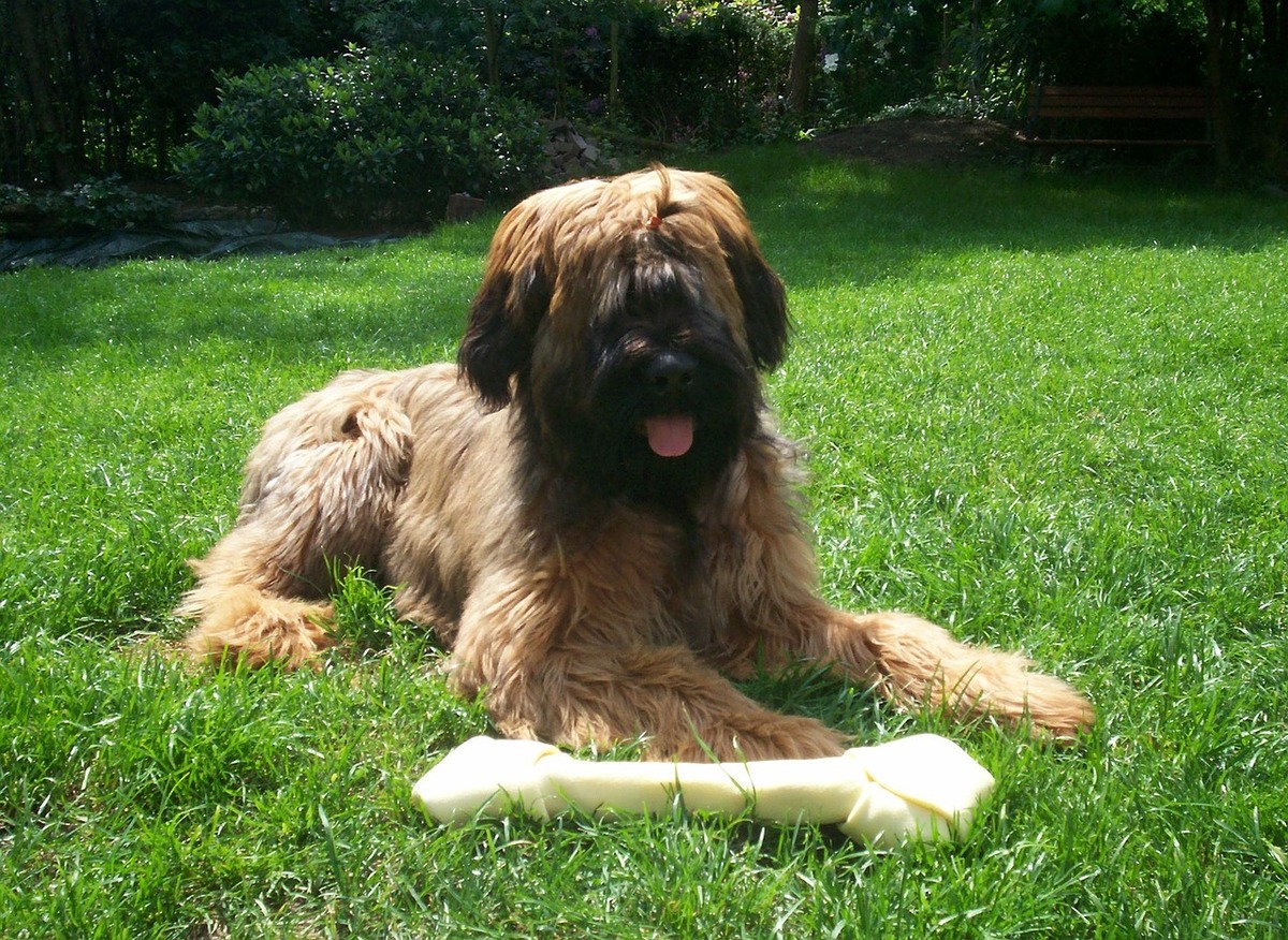 A Briard lays in the grass with a large bone.