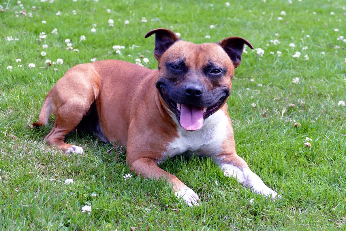 A Staffie wears a big smile while lying in the grass around small flowers.