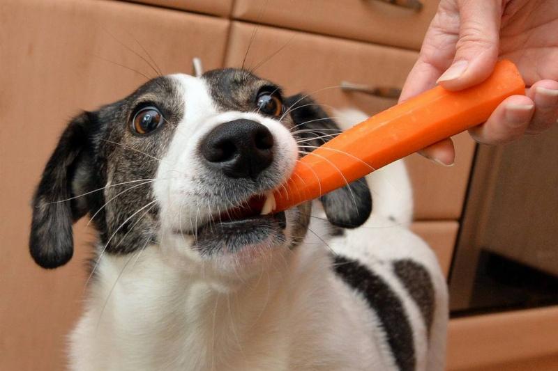 someone feeding a whole carrot to a dog