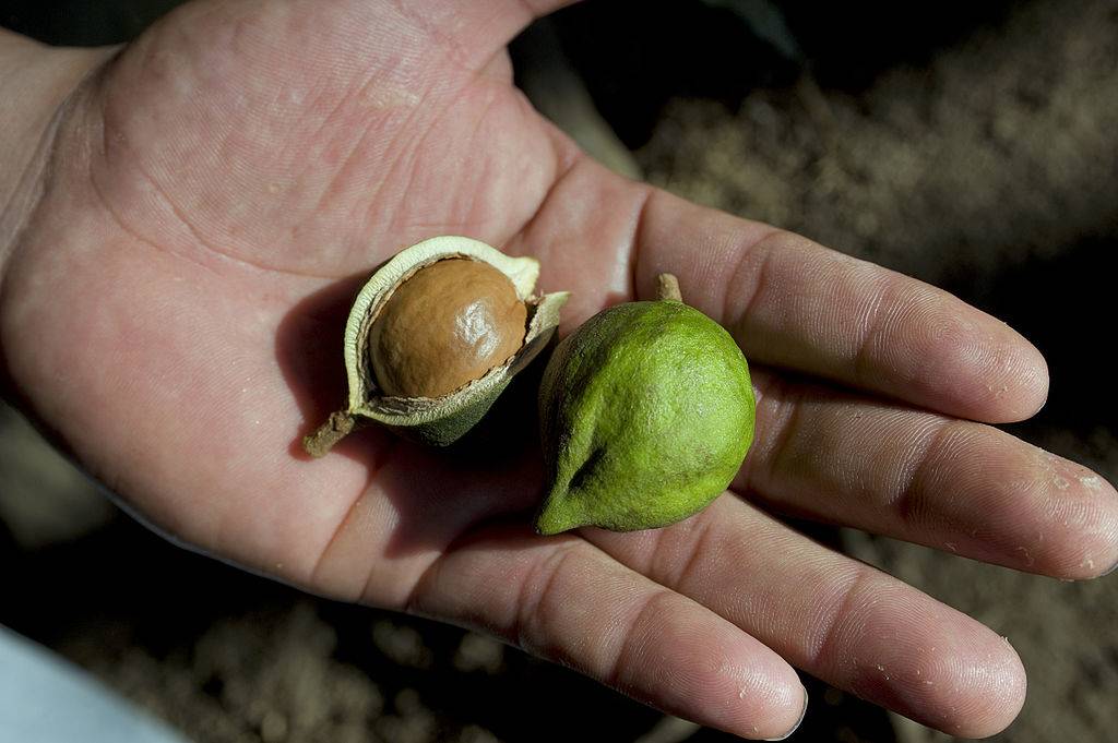 someone holding an open macadamia nut