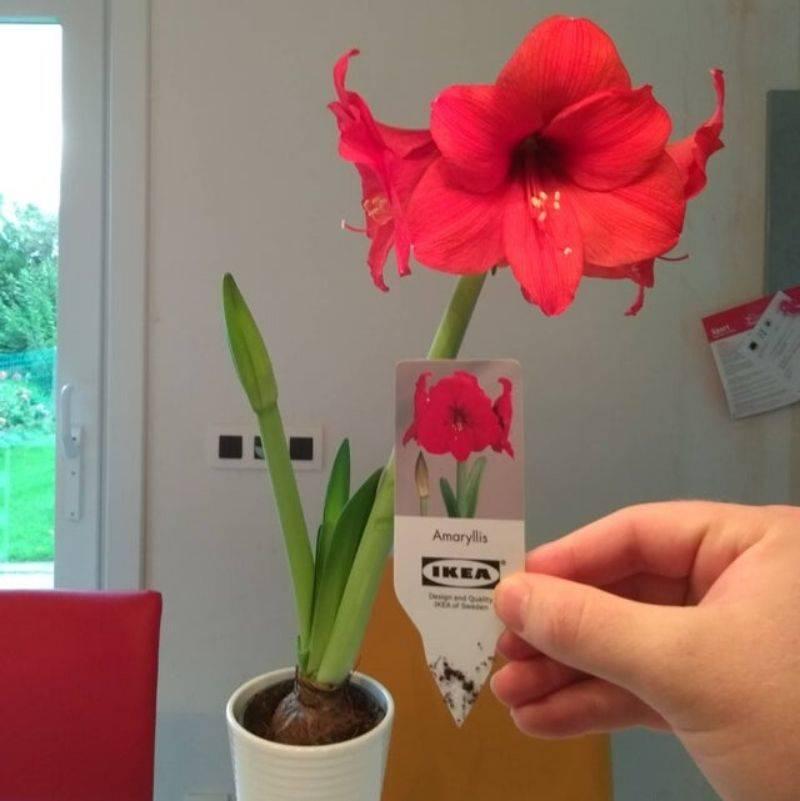 someone bought a plant from IKEA and it actually grew ok