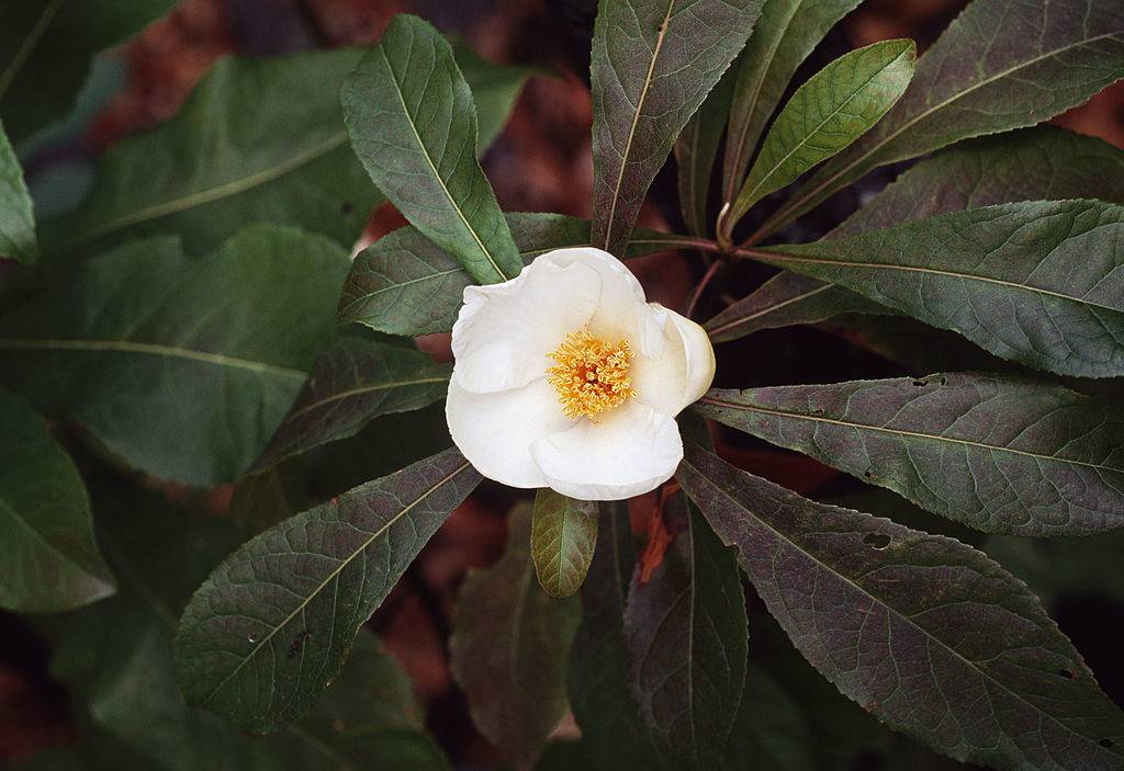 a white flower with yellow pollen inside