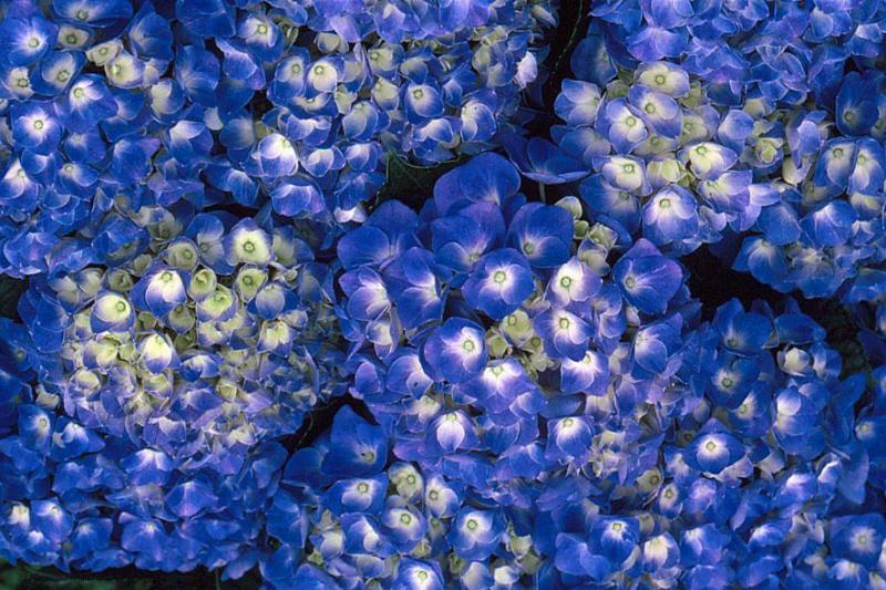 blue flowers with white centers