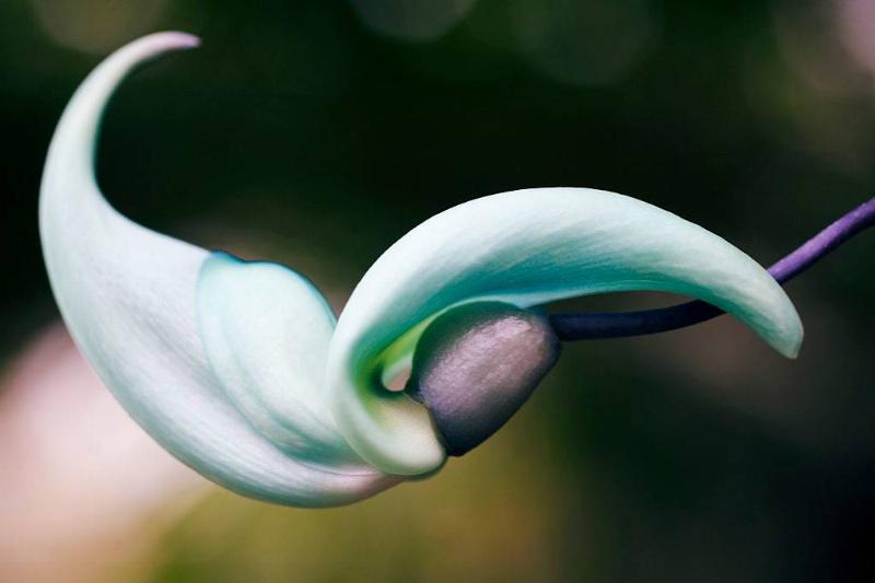 a close up of a teal claw-shaped flower