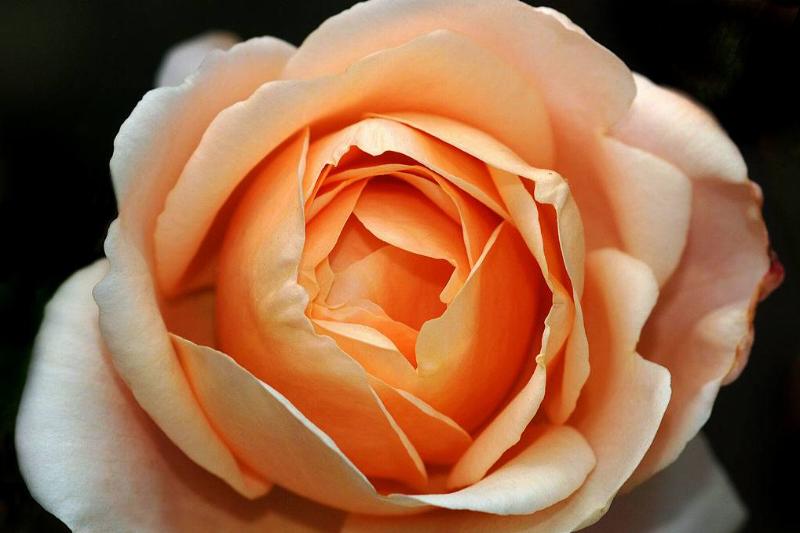 a peach rose with lots of petals