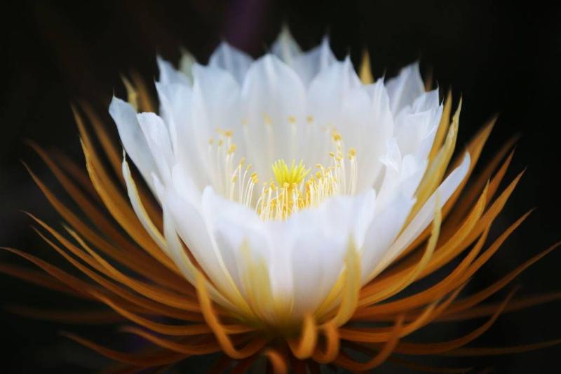 a white flower with a yellow center