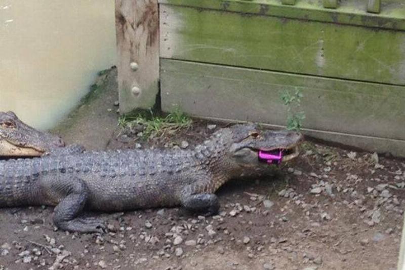 dropped phone in crocodile pit