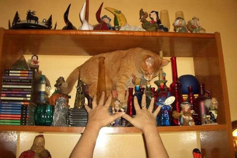 cat about to knock over statues