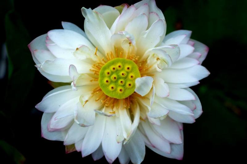 a white flower with a green center with yellow spots