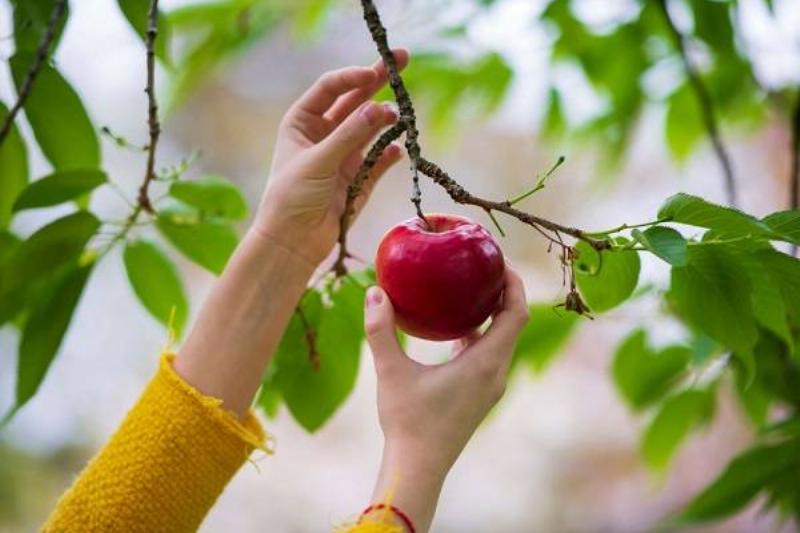 16 Renov Comidas Sanas 21