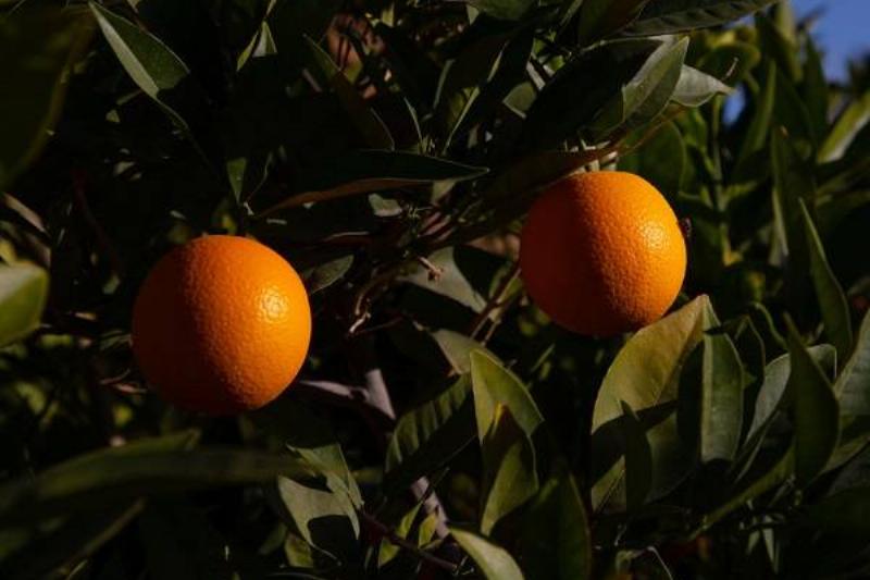 16 Renov Comidas Sanas 38