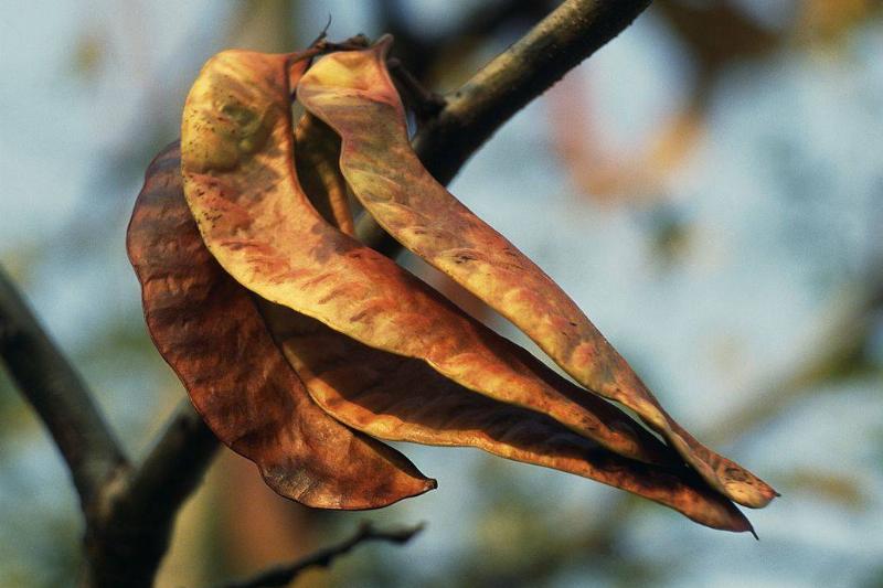 GettyImages-504674507