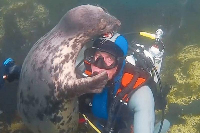 seq_foca_diver_hug