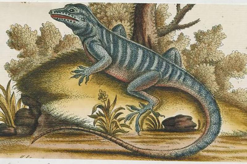 Picture of the animal 