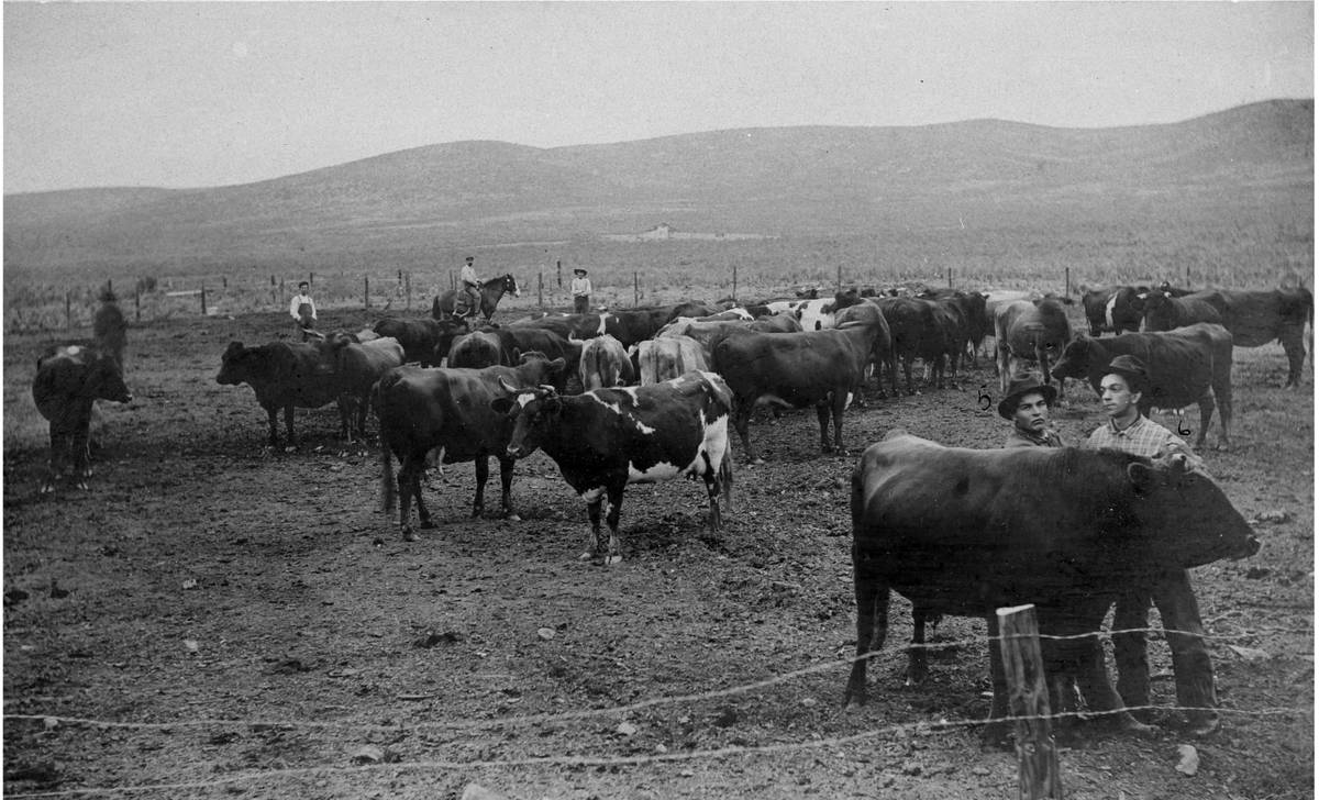 Cattlemen handle cattle in a barbed wire fence in the 1890s.
