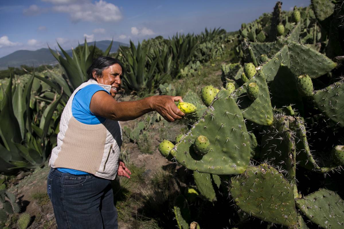 woman-picking-fruit-off-cactus