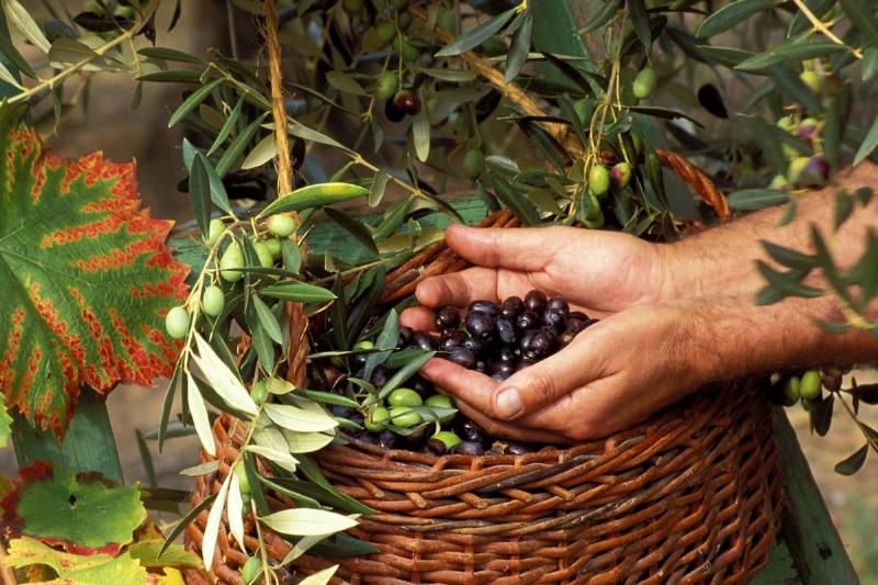 CUEILLETTE DES OLIVES DANS LE VAR