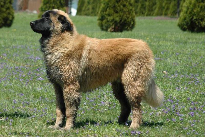 estrela mountain dog