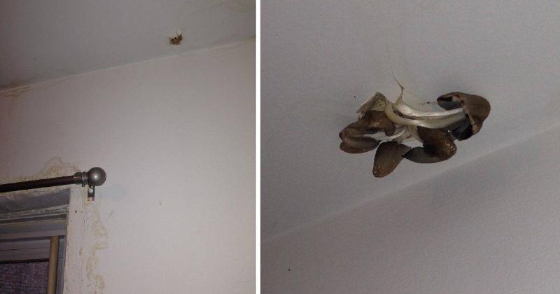 two pictures of mushrooms growing on the ceiling