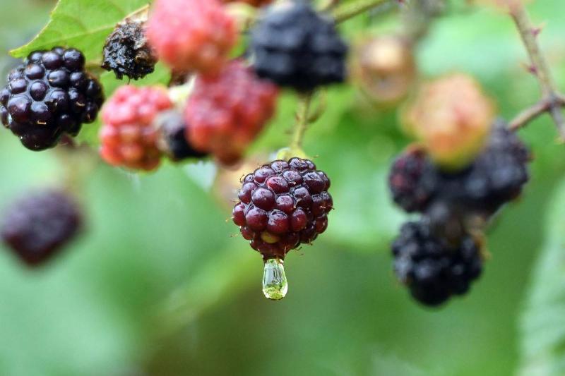 Rain in the Rhineland
