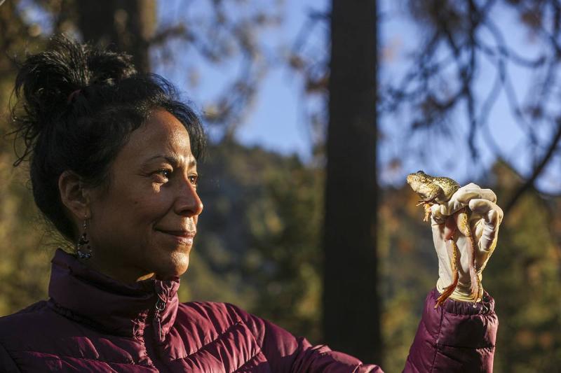 Relocation of endangered yellow-legged frog by USGS biologists.