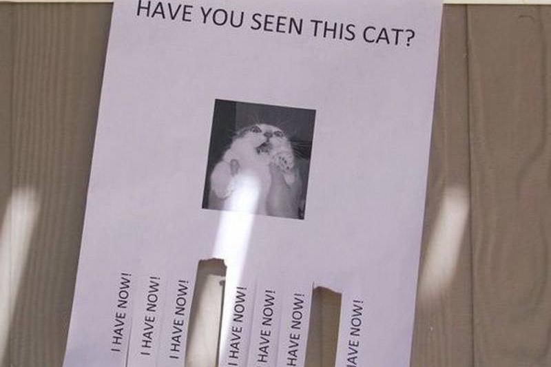 seen-cat