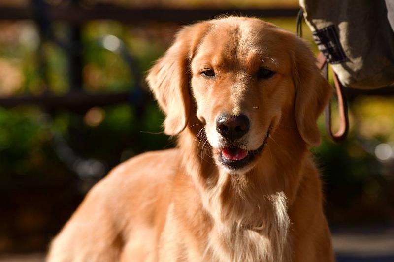 Crosby The Dog Joined George Miller's Tiny Family Of One