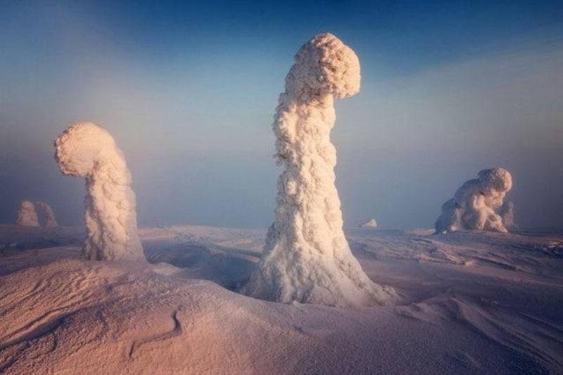 trees covered in snow