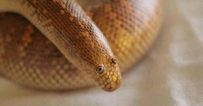 snake with eyes on top of head