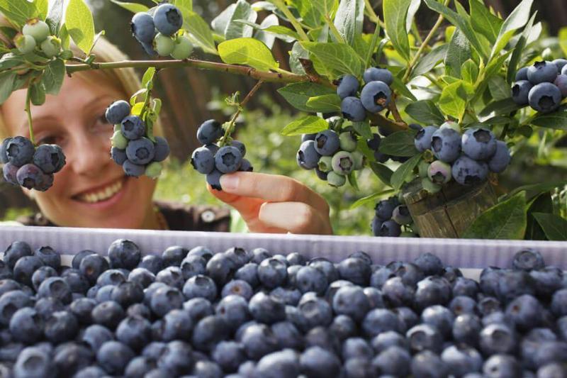 Blueberries Are A Superfood
