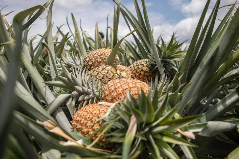 Pineapple Naturally Prevents Pro-Inflammatory Proteins
