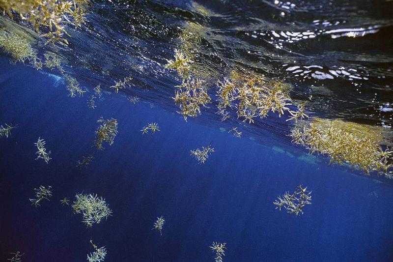 Picture of the Sargassum Sea 