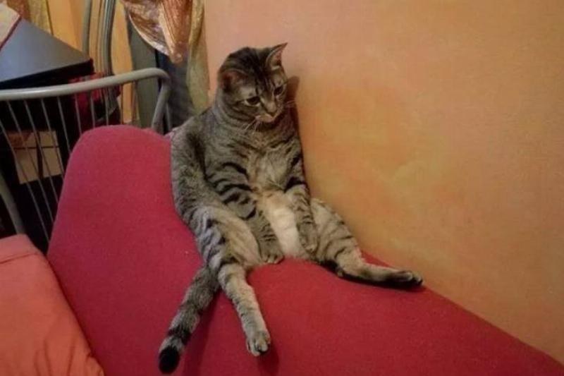 cat sitting with slumped posture on couch top