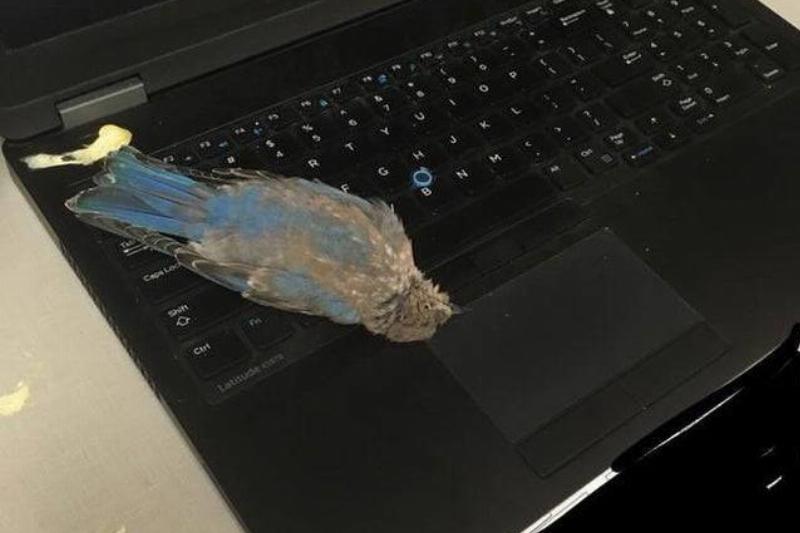 blue bird on laptop