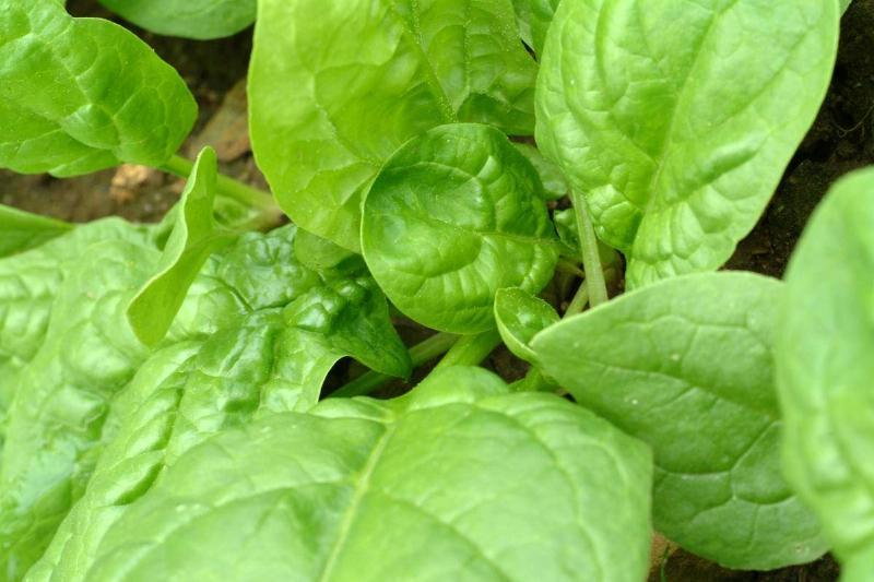 spinach
