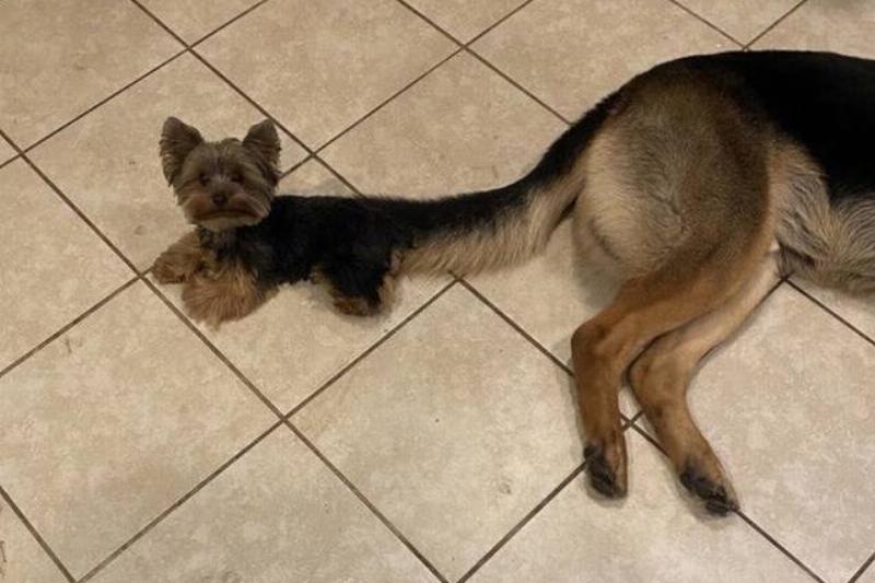 small dog next to big dog