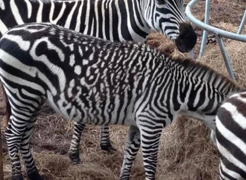 strange pattern on zebra
