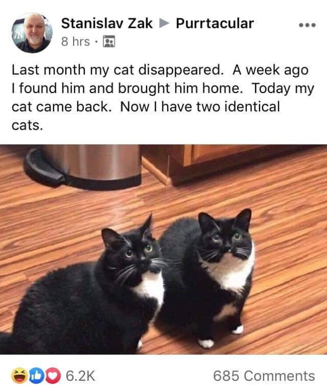 identical cats