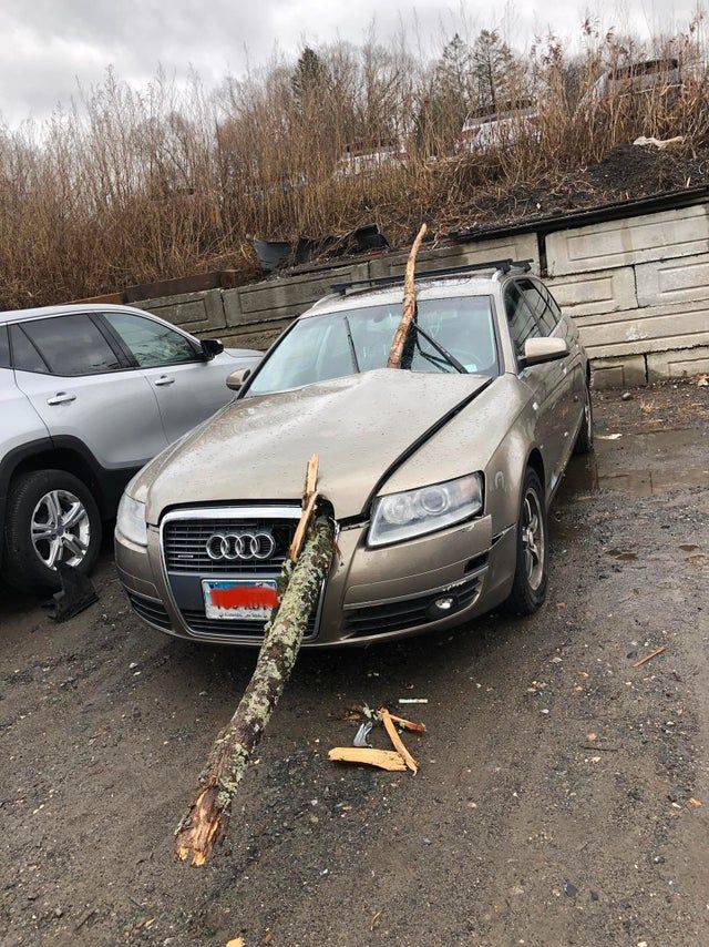 tree branch through car