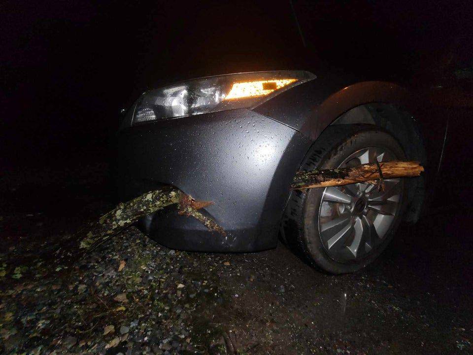 tree branch through car