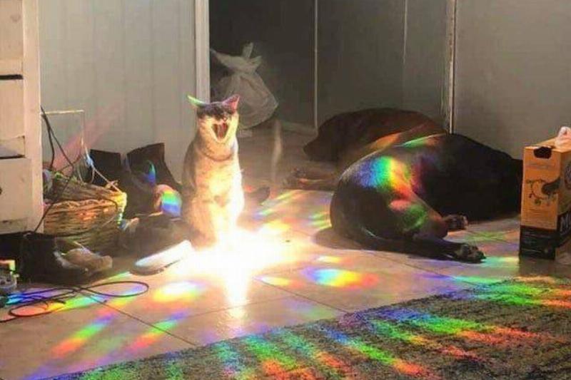 cat in rainbow reflections 